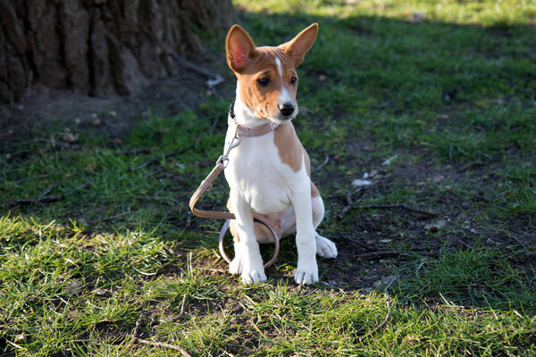 a two tone basenji puppy on a grass area in front of a tree looking to the side in meppen emsland germany photographed outdoors  during a walk in the nature on a sunny day