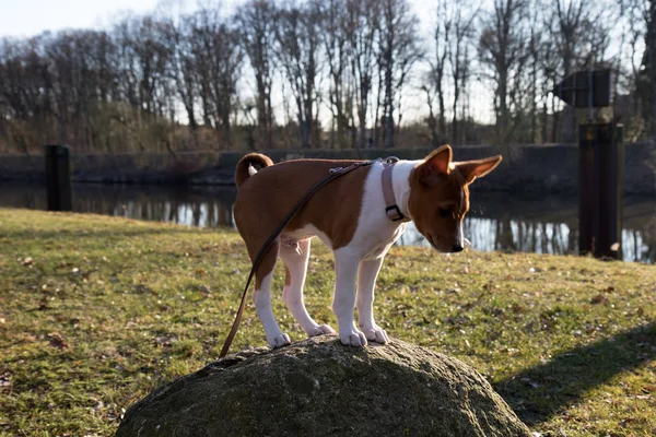 meppen emsland almanya etrafında bakan bir kaya üzerinde iki ton basenji köpek yan görünümü güneşli bir günde doğada bir yürüyüş sırasında açık havada fotoğraflandı