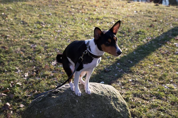 Seitenansicht Eines Dreifarbigen Basenji Auf Einem Felsen Der Sich Bei — Stockfoto