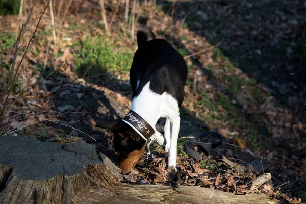 Vorder Und Seitenansicht Eines Dreifarbigen Basenji Beim Schnüffeln Auf Einem — Stockfoto