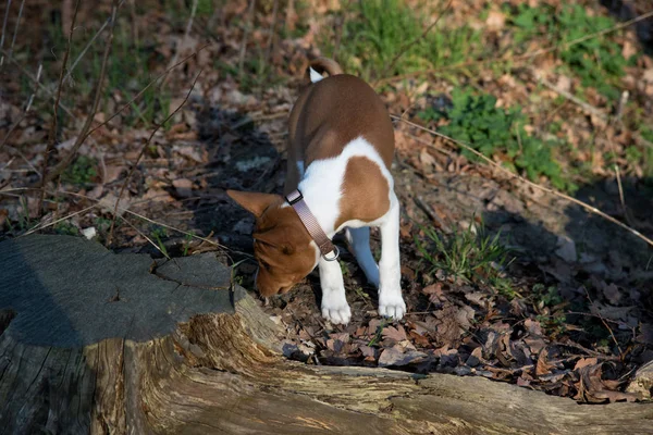 Vista Frontal Filhote Cachorro Basenji Dois Tons Chão Floresta Olhando — Fotografia de Stock