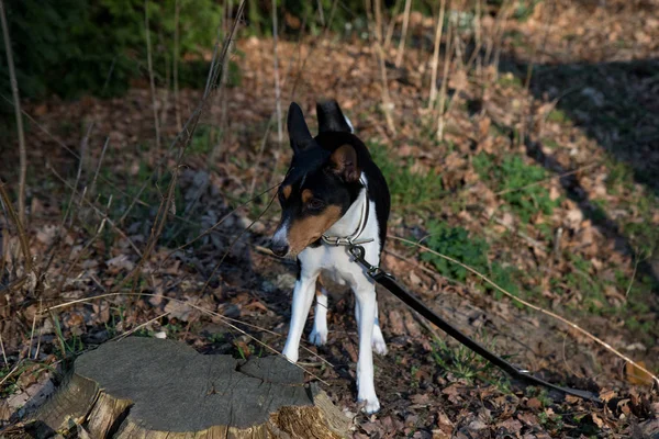 Framsidan Tri Färg Basenji Skogsmark Ser Runt Meppen Emsland Tyskland — Stockfoto