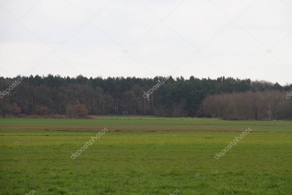 view on a grass area with a forest in the horizon in rhede ems emsland germany photographed during a walk in the nature at a cloudy day