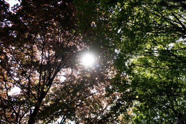 Güneşli bir günde doğada bir yürüyüş sırasında fotoğraflanan geeste emsland Almanya'da gökyüzünde sağ dan dalları ve güneş ışığı görünümü