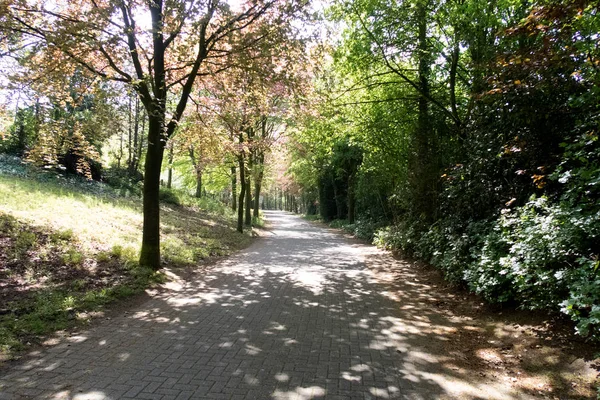 Güneşli bir günde doğada bir yürüyüş sırasında fotoğraflanan geeste emsland Almanya'da bir ormanda küçük bir ayak yolu üzerinde görünümü