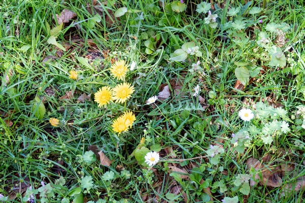güneşli bir günde doğada bir yürüyüş sırasında fotoğraflanan geeste emsland almanya sarı buttercups üzerinde görünümü