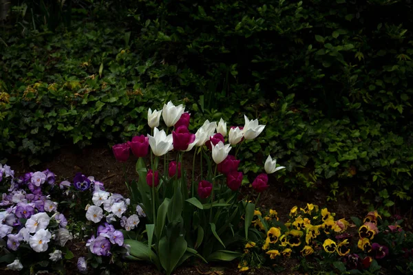 Vista Coloridos Tulipanes Parque Del Castillo Bingen Main Hessen Alemania — Foto de Stock