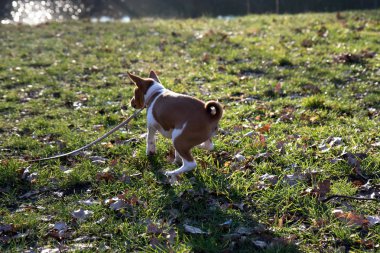 meppen emsland almanya çim alanında iki ton basenji köpek uzak yan arka görünümü güneşli bir öğleden sonra doğada bir yürüyüş sırasında fotoğraflandı