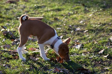 iki ton basenji köpek tamamen yan görünümü meppen emsland Almanya'da çim alan üzerinde koklama güneşli bir öğleden sonra doğada bir yürüyüş sırasında fotoğraflandı
