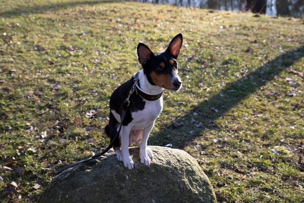 front view of a tri color tone basenji sitting on a rock in meppen emsland germany photographed during a walk in the nature on a sunny afternoon