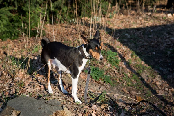 Vista Totalmente Lateral Basenji Tri Cor Terreno Floresta Meppen Emsland — Fotografia de Stock