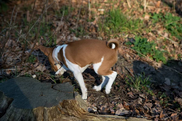 Vista Lateral Cachorro Basenji Dos Tonos Suelo Forestal Meppen Emsland —  Fotos de Stock