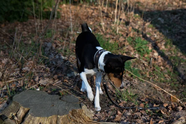 Top Front Bild Tri Färg Basenji Skogsmark Meppen Emsland Tyskland — Stockfoto