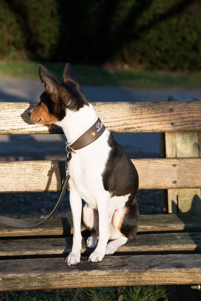 Три Цвета Basenji Сидя Деревянной Скамейке Головой Влево Meppen Emsland — стоковое фото