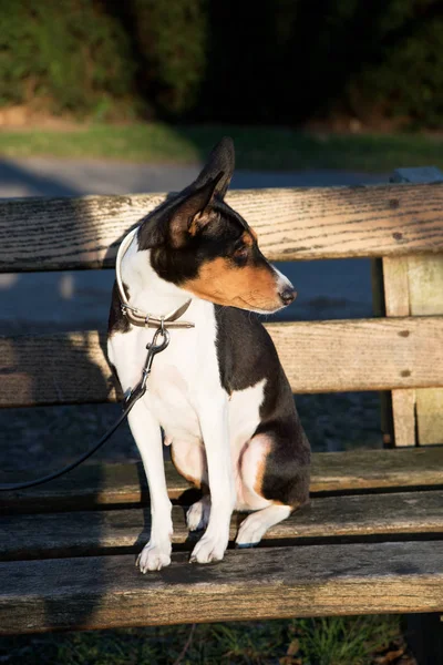 Три Цвета Basenji Сидя Деревянной Скамейке Головой Вправо Meppen Emsland — стоковое фото