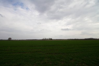 güneşli bir günde doğada bir yürüyüş sırasında fotoğraflanan rhede emsland Almanya'da bir çim alanı üzerinde bulutlar üzerinde görünümü