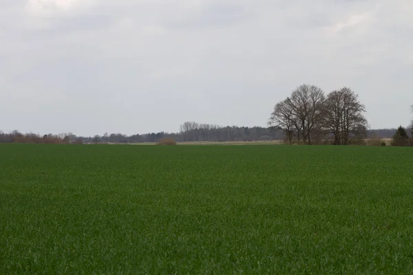 Vue Sur Une Pelouse Rhede Emsland Allemagne Photographiée Lors Une — Photo