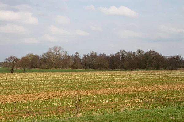 Vue Sur Champ Coloré Rhede Emsland Allemagne Photographié Lors Une — Photo