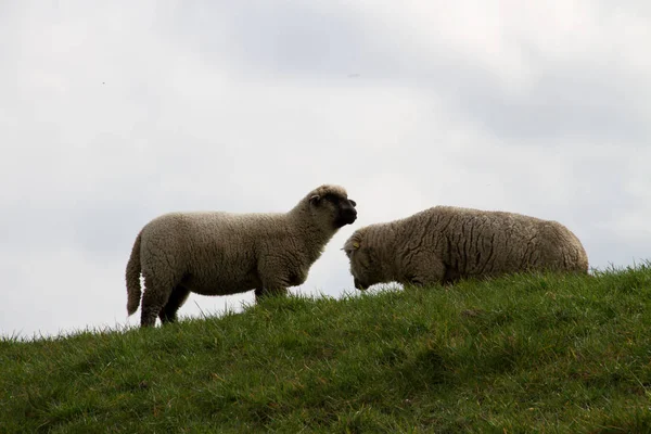 Visa Två Sheeps Kulle Rhede Emsland Tyskland Fotograferade Promenad Naturen — Stockfoto