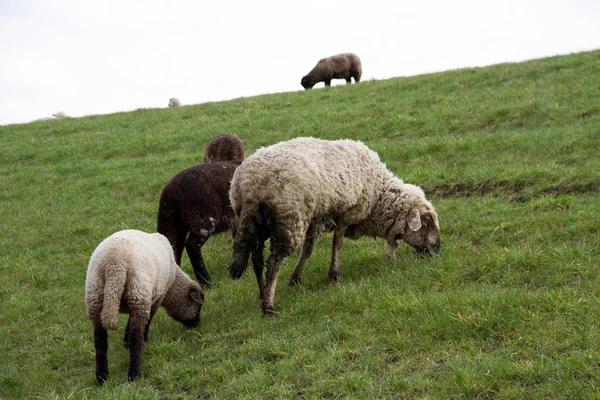 晴れた日に自然の散歩中に撮影されたレドエムスランドドイツで草を供給する羊の眺め — ストック写真