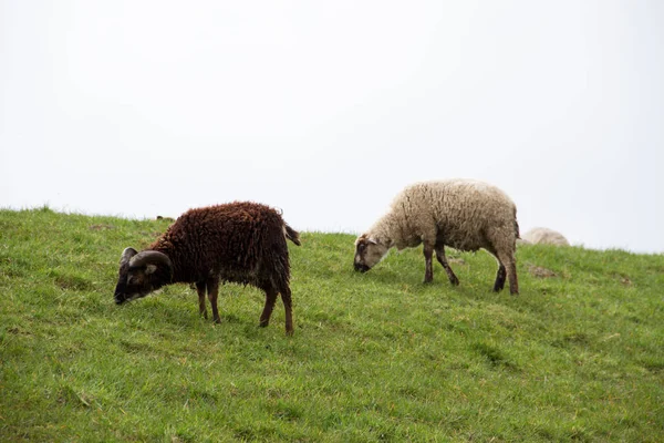 Zijaanzicht Een Zwart Wit Schaap Voeden Gras Rhede Emsland Duitsland — Stockfoto