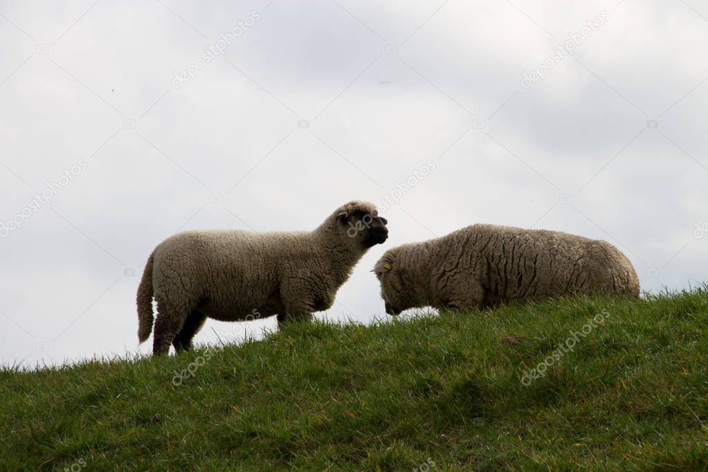 view on two sheeps on a hill in rhede emsland germany photographed during a walk in the nature at a sunny day