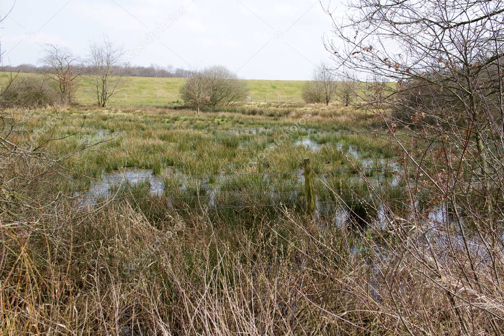 view on a wild land in rhede emsland germany photographed during a walk in the nature at a sunny day