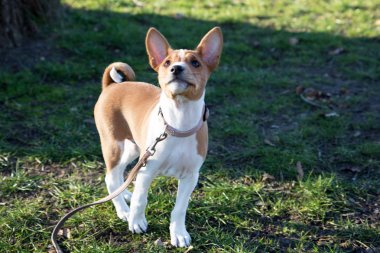 iki ton basenji köpek yavrusu meppen emsland almanya baş yukarı güneşli bir öğleden sonra doğada bir yürüyüş sırasında fotoğraflanmış bir çim alan üzerinde duran ön görünümü