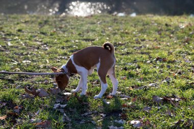 meppen emsland almanya bir çim alanda koklama iki ton basenji köpek yan görünümü güneşli bir öğleden sonra doğada bir yürüyüş sırasında fotoğraflandı