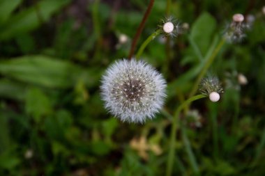 bulutlu bir günde bir gezi turunda fotoğraflanan hessen almanya bingen rhein bir alanda bir karahindiba görünümü