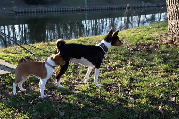 화창한 오후에 속에서 산책하는 독일의 지역에 서있는 트라이 Basenji 강아지와 — 스톡 사진