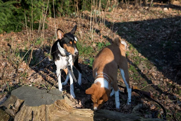 front view of a two tone and tri color basenji  standing on a forest ground sniffing and looking  in meppen emsland germany photographed during a walk in the nature on a sunny late afternoon
