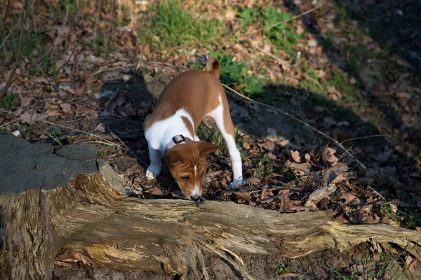 Vista Frontal Filhote Cachorro Basenji Dois Tons Chão Floresta Cheirando — Fotografia de Stock