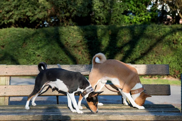 side view of a two tone and tri color basenji  standing on a wooden bench sniffing  in meppen emsland germany photographed during a walk in the nature on a sunny late afternoon