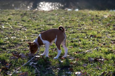 iki ton basenji köpek koklama ve meppen emsland Almanya'da bir çim alan üzerinde duran yan görünümü güneşli bir öğleden sonra doğada bir yürüyüş sırasında fotoğraflandı