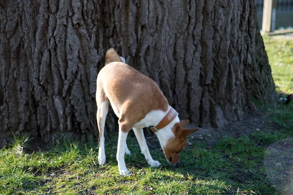 Vista Frontal Basenji Dos Tonos Olfateando Pie Una Zona Césped —  Fotos de Stock