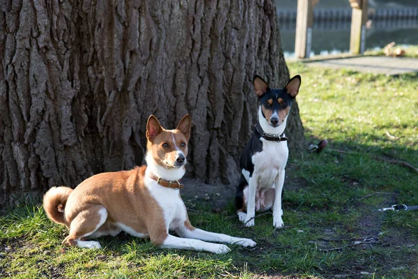 front side view of a two tone and tri color basenji sitting and lying on a grass area in meppen emsland germany photographed during a walk in the nature on a sunny late afternoon