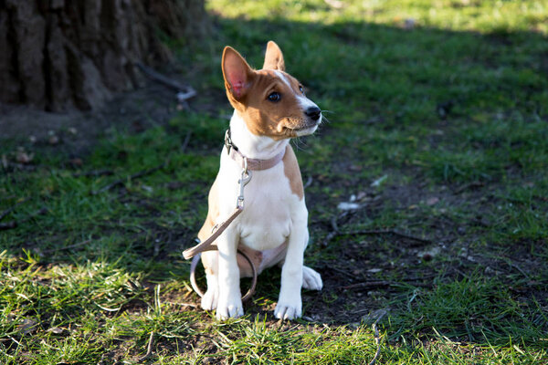 front view of a two tone basenji puppy looking and sitting on a grass area in meppen emsland germany photographed during a walk in the nature on a sunny late afternoon