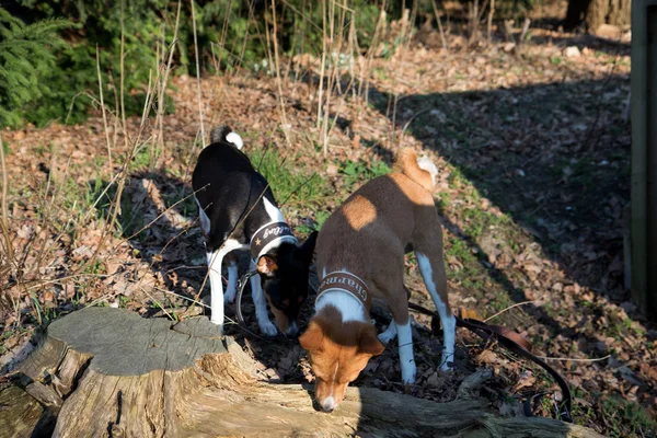 view of a two tone and tri color basenji  sniffing on a forest ground in meppen emsland germany photographed during a walk in the nature on a sunny late afternoon