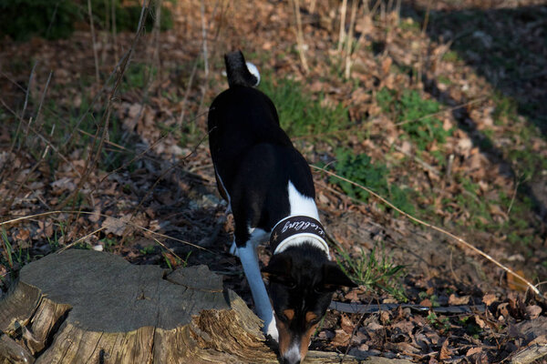 front top view of a tri color basenji sniffing on a forest ground  in meppen emsland germany photographed during a walk in the nature on a sunny late afternoon