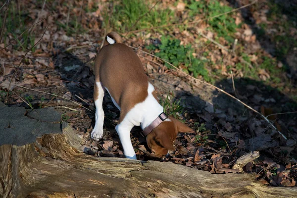iki ton basenji köpek ön yan görünümü meppen emsland Almanya'da bir orman zemin üzerinde koklama güneşli bir öğleden sonra doğada bir yürüyüş sırasında fotoğraflandı