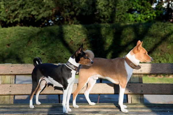 side view of a two tone and tri color basenji  standing on a wooden bench looking aside  in meppen emsland germany photographed during a walk in the nature on a sunny late afternoon