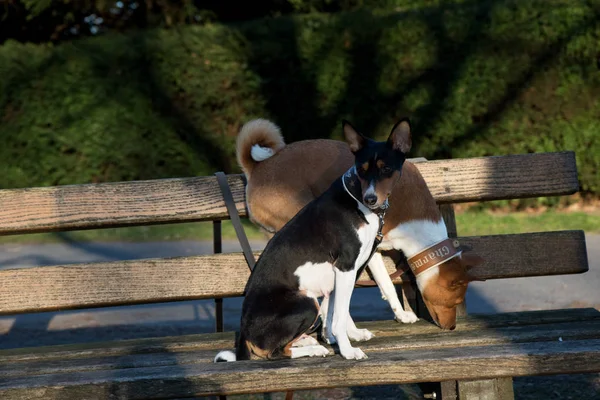side view of a sniffing two tone and tri color basenji  standing on a wooden bench  in meppen emsland germany photographed during a walk in the nature on a sunny late afternoon