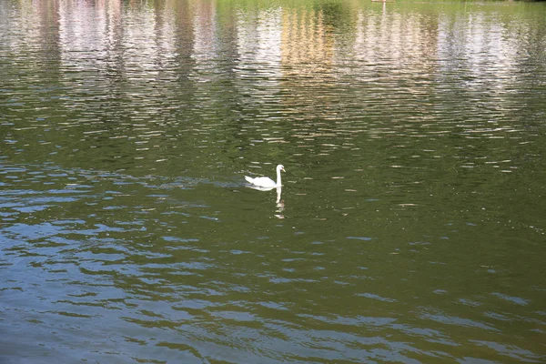 Blick Auf Einen Schwan Neckar Heidelberg Deutschland Aufgenommen Während Einer — Stockfoto