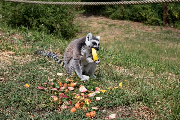 Vue Latérale Katta Sur Une Pelouse Mangeant Melon Garder Avec — Photo