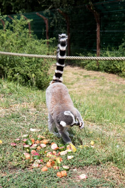 Vue Dessus Katta Avec Queue Relevée Prenant Quelques Fruits Zoo — Photo