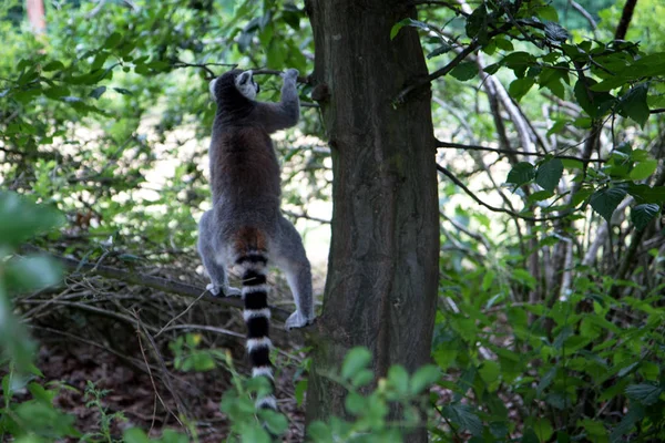 Back View Katta Wood Zoo Germany Photographed Walk Zoo Germany — Stock Photo, Image