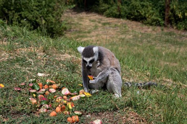 a katta sitting on a grass area eating fruits at the zoo in germany photographed during a walk through the zoo in germany