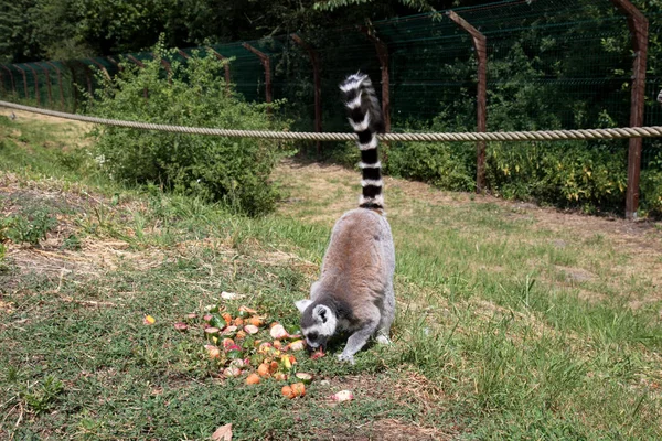 Vista Superior Uma Katta Com Cauda Levantada Zoológico Alemanha Fotografada — Fotografia de Stock