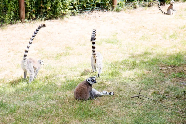 Group Kattas Sitting Grass Area Zoo Germany Photographed Sunny Day — Stock Photo, Image